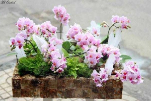 38 Degree Orchid - Cao Thắng