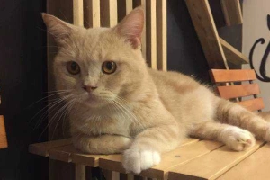 Ailu Cat House Cafe - Nguyễn Trọng Tuyển