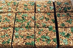 Ăn vặt Hùng Ký - Cốm Ngò Bình Dương