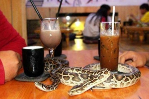 BaBo Cafe - Cafe Bò Sát