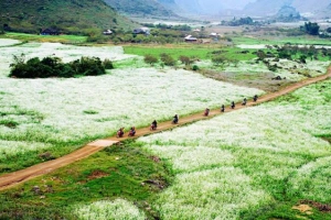 Bản Búa
