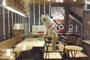 Bastet's Home Coffee - Hà Đông