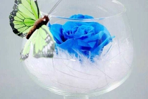 Blue Coffee - Học Lạc