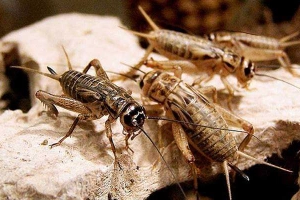 Nông Trại Dế Bug Farm - Bảo Lộc