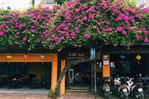 Cà Phê Cúc Cu - Hồ Văn Quán