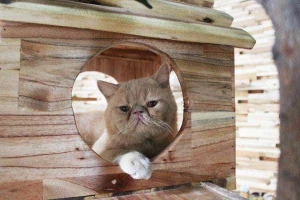Cafe Tokyo Pet Center