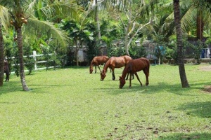 Cafe Happy Farm Tiền Giang