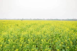 Cánh Đồng Hoa Cải Vàng - Thái Bình