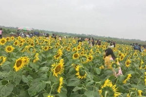 Cánh Đồng Hoa Hướng Dương - Thái Bình