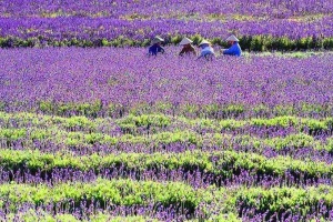 Cánh Đồng Hoa Oải Hương