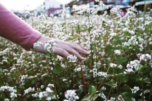 Cánh Đồng Hoa Tam Giác Mạch - Nguyễn Văn Cừ