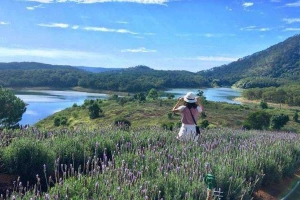 Cánh Đồng Lavender - Hồ Tuyền Lâm
