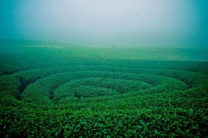 Cao Nguyên Mộc Châu - Sơn La