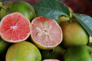 Chanh Đào Hòa Bình - Hàn Mặc Tử - Shop Online