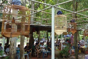 Chim Cảnh Cafe