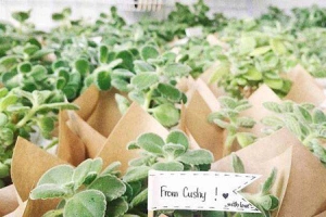 Cushy Garden - Lê Văn Sỹ