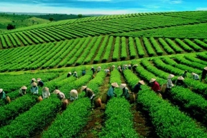 Đồi Chè Mộc Sương