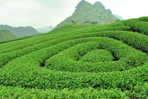 Đồi Chè - Nông Trường Mộc Châu