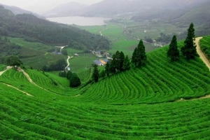 Đồi Chè Tân Cương