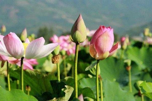 Đồng Sen Cam Phước Tây
