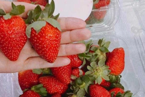 Family Fresh Food - Shop Online