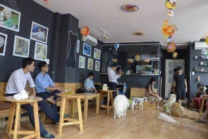 Hachiko Coffee - Cafe Thú Cưng