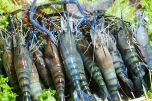 Hải Sản Tươi Sống Miền Trung - Shop Online