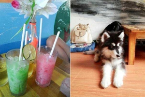 Happy Pet Cafe