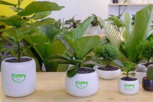 Hoa cưới, shop hoa Cây Xanh Happy Tree