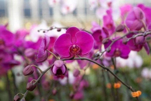 Hoa cưới, shop hoa Minh Lan Orchids - Shop Hoa Lan