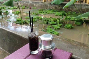 Hoa Sim Tím Cafe