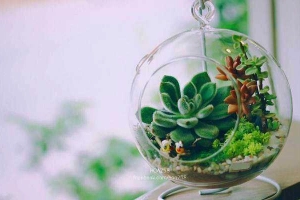 Hoa Xương Rồng