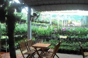 Hội Quán Phong Lan - Cafe Sách Phương Tùng - Tỉnh Lộ 884