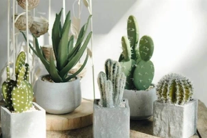 Kây Decor & Gift - Hà Nội
