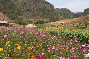 KDL Mộc Châu Happy Land