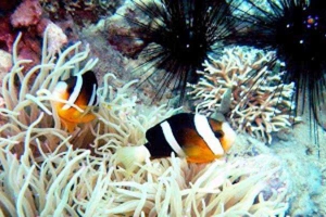 Khu Bảo Tồn Biển Hòn Mun - Nha Trang