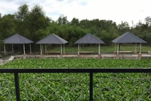 Khu Du Lịch Hoa Lúa