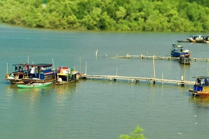 Khu Du Lịch Sinh Thái Vàm Sát
