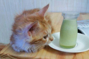 Kuro Cat Coffee