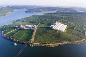 Long Đỉnh Organic Tea - Farm & Resort