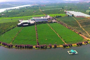Long Đỉnh Organic Tea