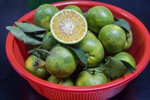 Quán Ăn Mèo Lười Shop - Đặc sản Trái Cây Phủ Quỳ Nghệ An