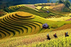 Mù Cang Chải