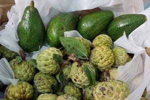 Na Vườn & Bơ Sáp - Shop Online