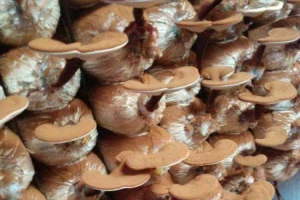 Nấm Linh Chi Trường Thọ - Shop Online