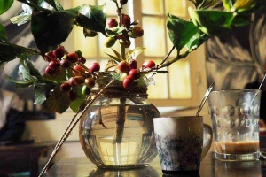 Nắng Hạ Cafe - Nguyên Hồng