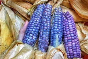 Ngô Nếp Nương - Shop Online