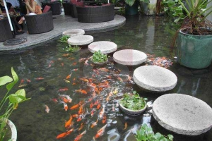 Nguyệt Quán - Cafe Sinh Vật Cảnh
