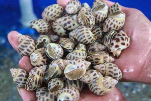 Nhà Hàng Hòa Bình - Hải Sản Tươi Sống