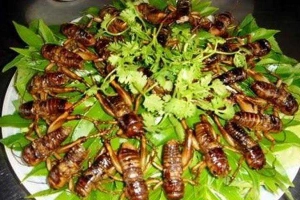 Nhà Hàng Khánh Ly